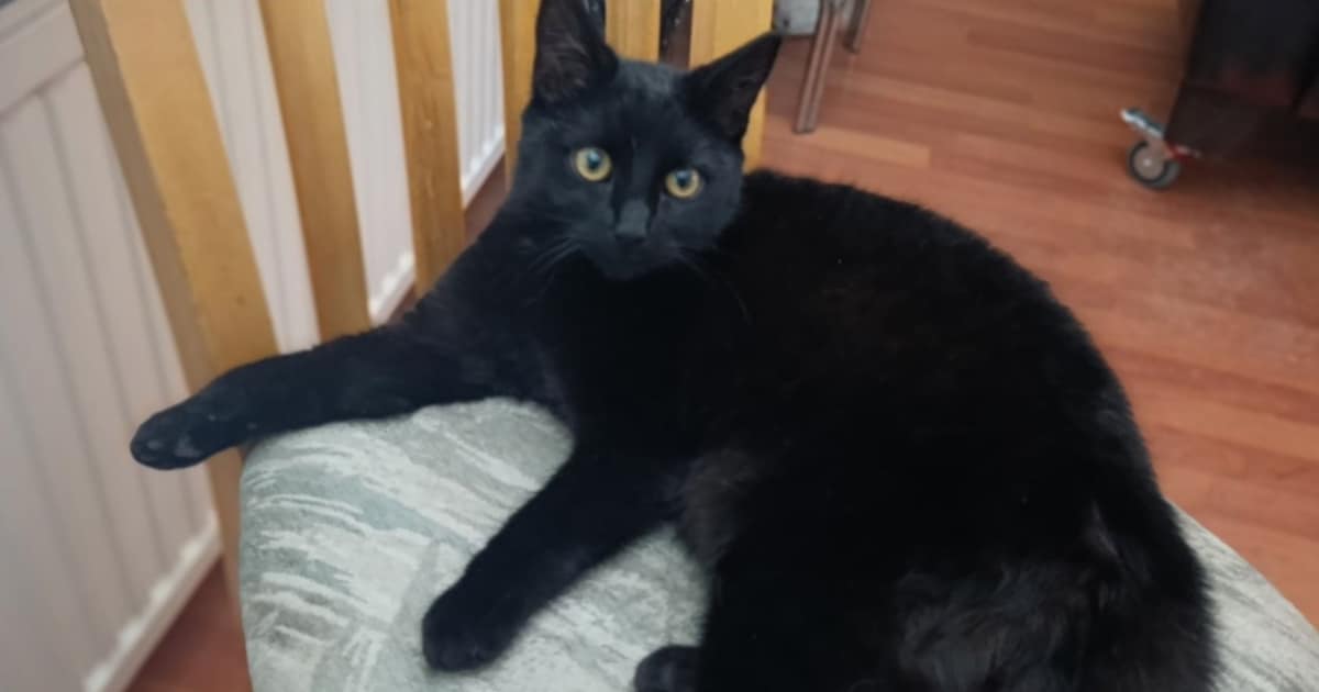 Heb jij Mandy gezien? Dit huisdier wordt in Enkhuizen vermist