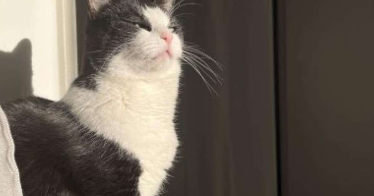 Heb jij Pom, Kiki of Puck gezien? Deze zes huisdieren worden in Purmerend vermist