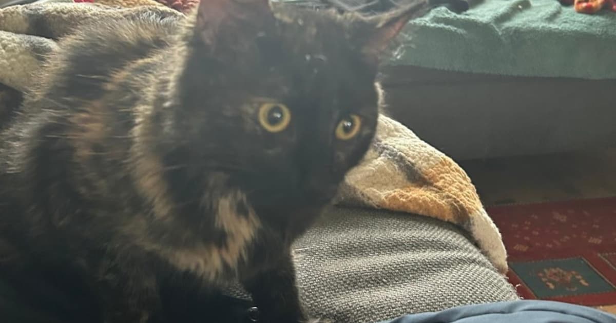 Heb jij Iga gezien? Dit huisdier wordt in Beesel vermist