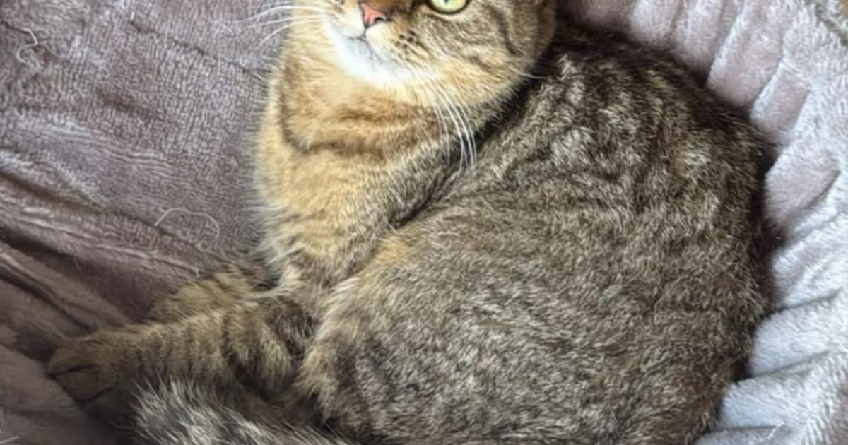 Heb jij Tommy gezien? Dit huisdier wordt in Blaricum vermist
