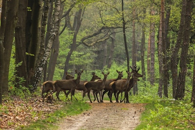 Natuurmonumenten houdt avondwandelingen rond wild op Veluwezoom