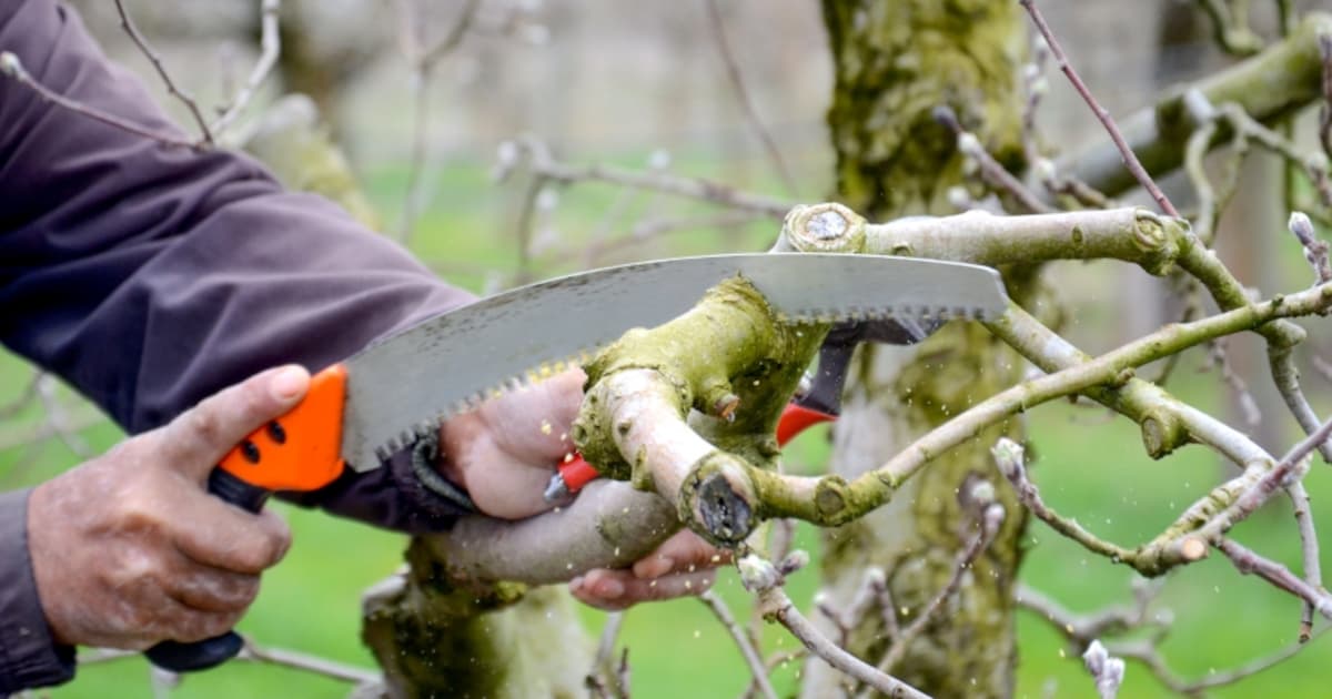 Gratis snoeiafval inleveren voor inwoners van Staphorst
