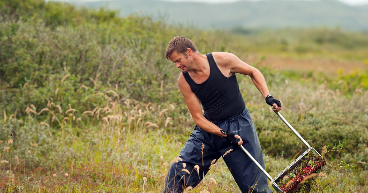 Handmatig cranberries plukken mag weer op Vlieland