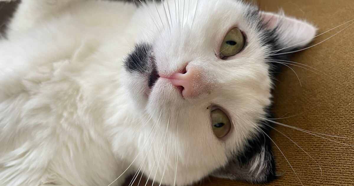 Heb jij Trui of Knut gezien? Deze twee huisdieren worden in Eijsden-Margraten vermist
