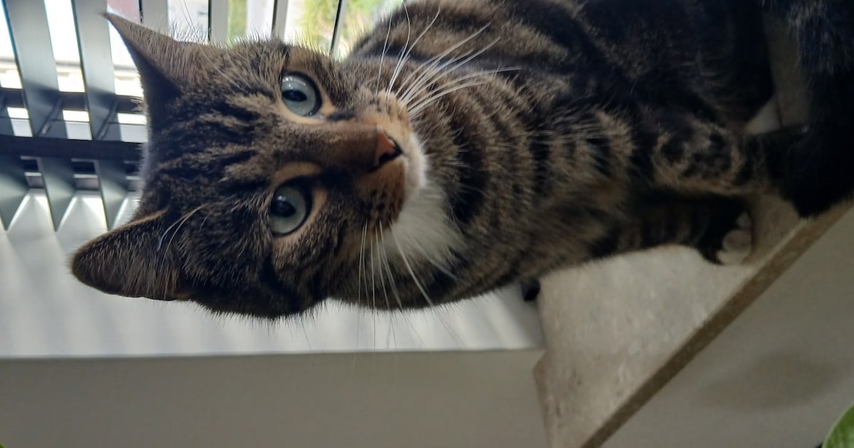 Heb jij Minie, Fendi of Lilo gezien? Deze vijf huisdieren worden in Coevorden vermist