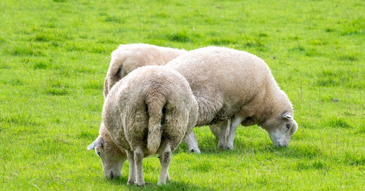 Vier de lente dag bij Dierenvallei in Leusden: knutselen en met dieren knuffelen