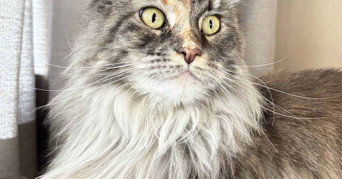 Heb jij Molly, Poeki of Sjaak gezien? Deze drie huisdieren worden in Haarlem vermist