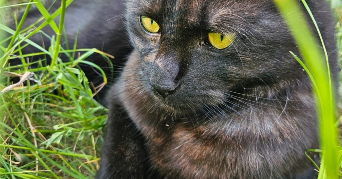 Heb jij Loki of Nox gezien? Deze twee huisdieren worden in Alkmaar vermist