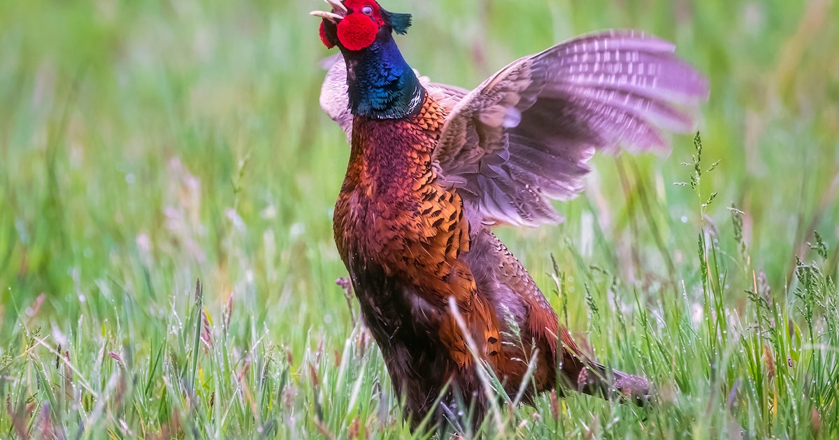 Natuurfotograaf Karla Leeftink exposeert bij De Koppel in Hardenberg