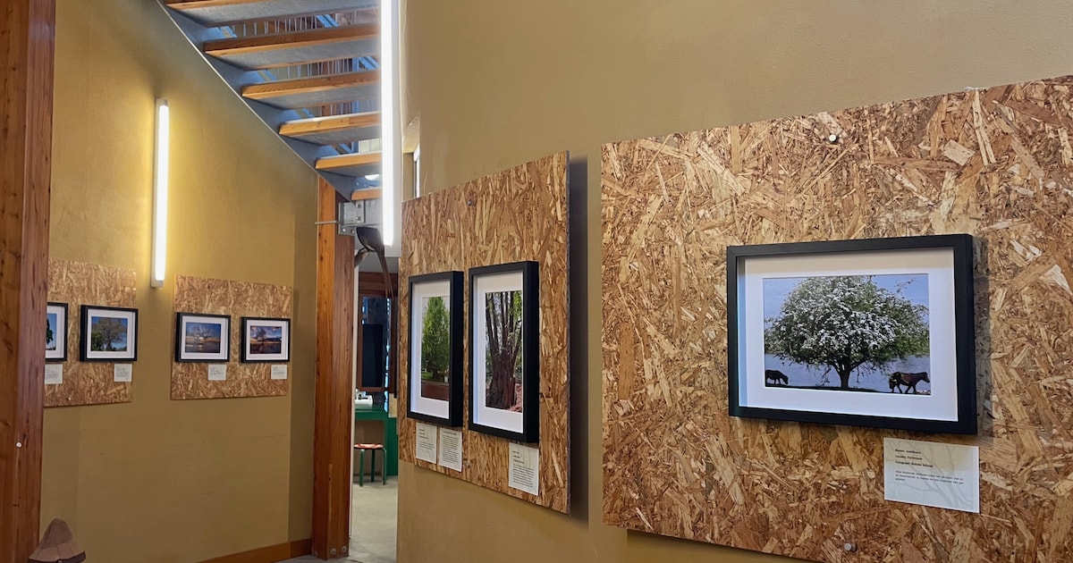 Staatsbosbeheer hangt de tien 'mooiste bomen van Salland' aan de muur voor een kijkje