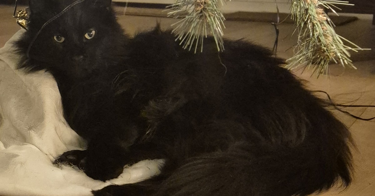 Heb jij Eddie gezien? Dit huisdier wordt in Diemen vermist