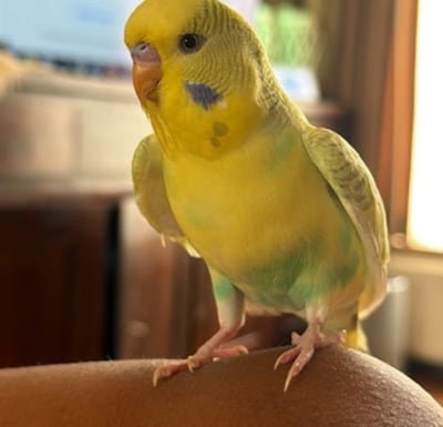 Heb jij Ollie gezien? Dit huisdier wordt in Waalwijk vermist