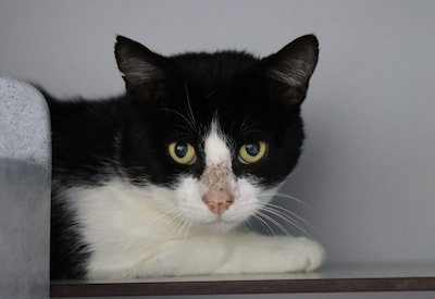 Dit is Tsukuyomi: een nieuwsgierige kater met een eigen gebruiksaanwijzing