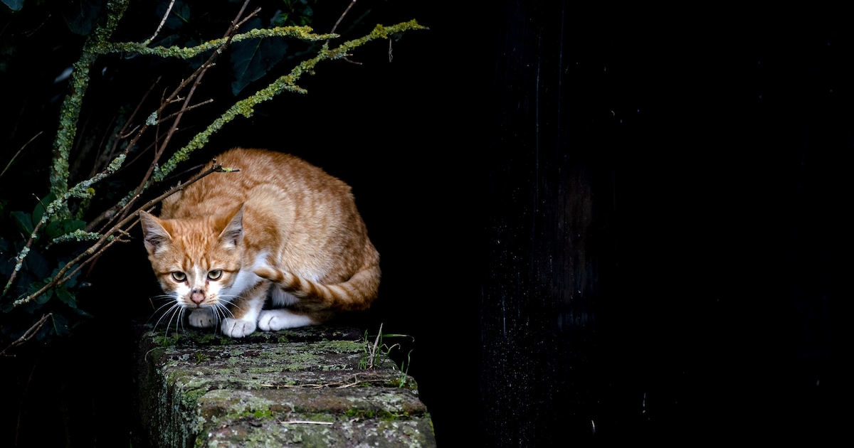 Praat mee: het afschieten van zwerfkatten is een heel slecht plan