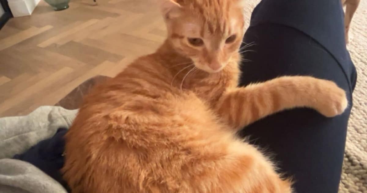 Heb jij Frenkie gezien? Dit huisdier wordt in Bloemendaal vermist