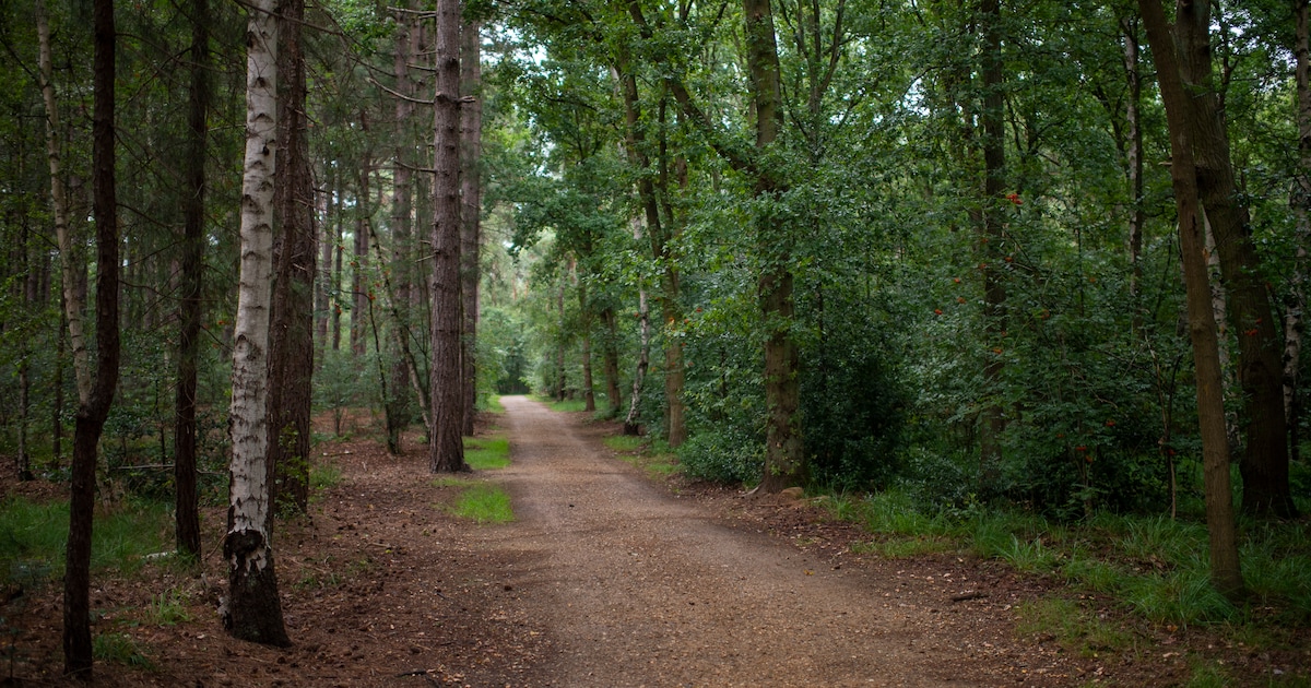 Ontdek Elsenbos in Stabroek met speelse zoektocht van ‘De grote berenpicknick’
