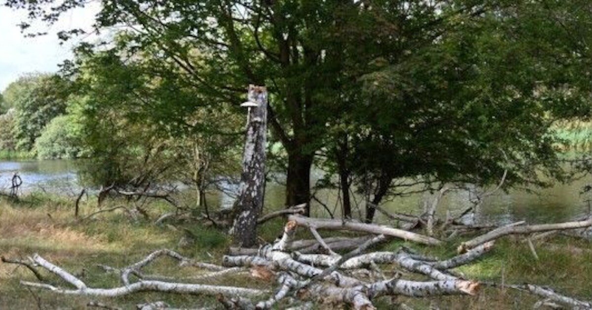 Schietterrein Overveen wordt natuurgebied | Bloemendaal