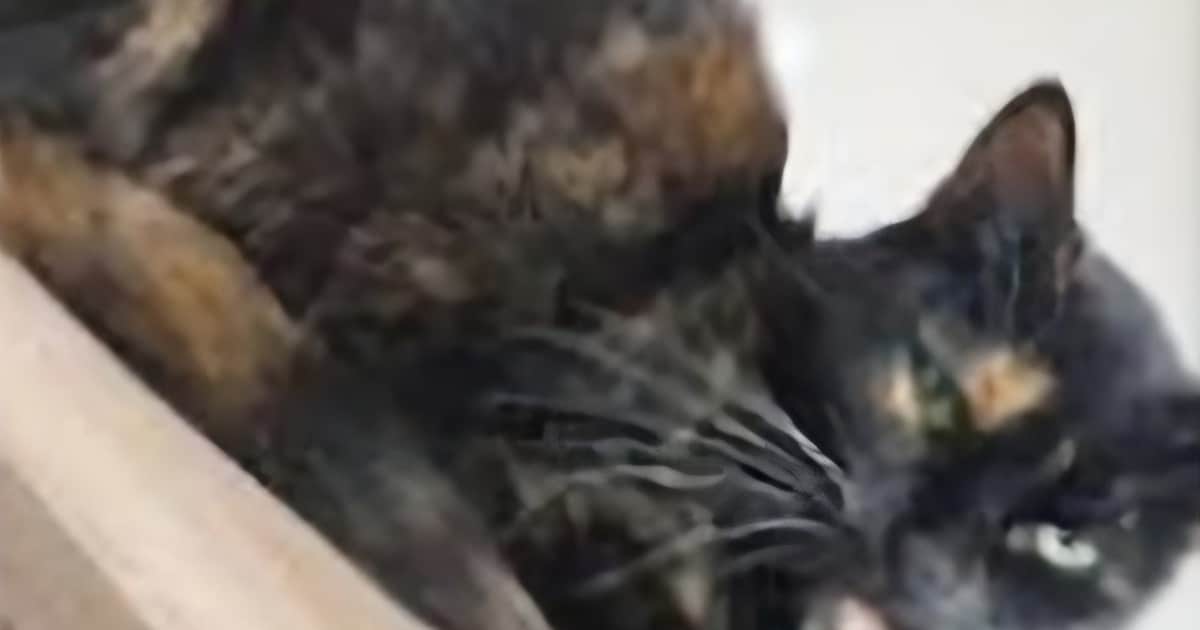 Heb jij Coco gezien? Dit huisdier wordt in Krimpenerwaard vermist