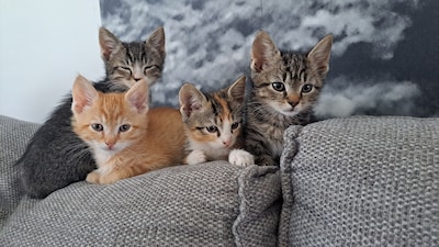 Is jouw kat de leukste van de wereld? Stuur je foto of video in!