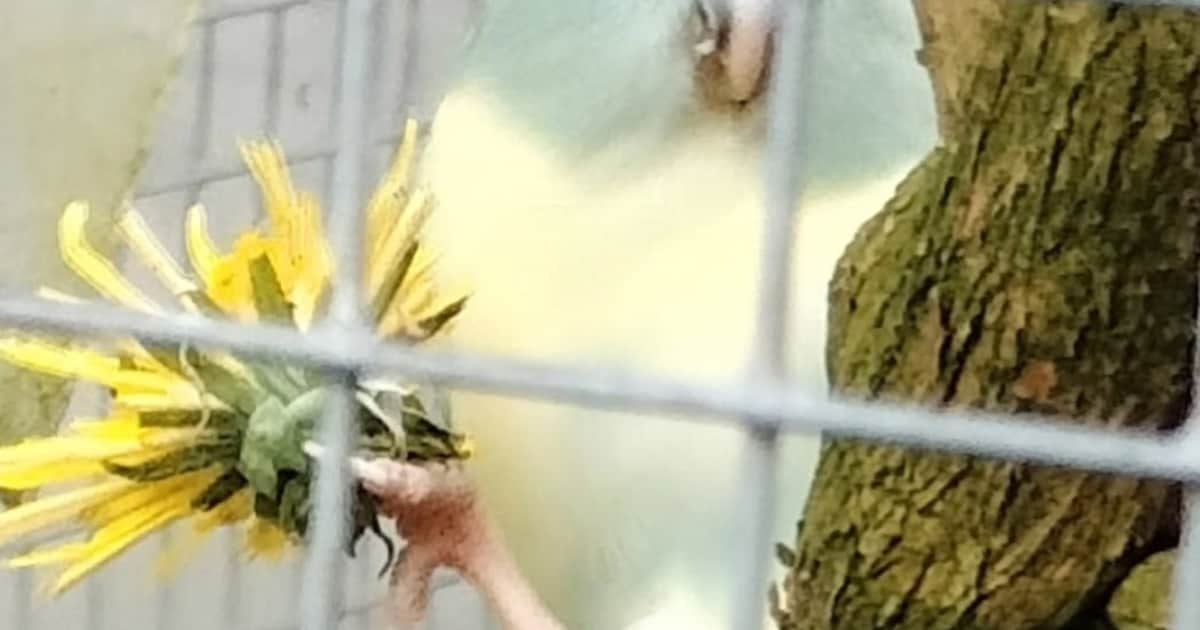 Heb jij Woezel gezien? Dit huisdier wordt in Bernheze vermist