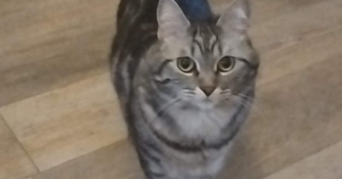 Heb jij Luna gezien? Dit huisdier wordt in Landsmeer vermist