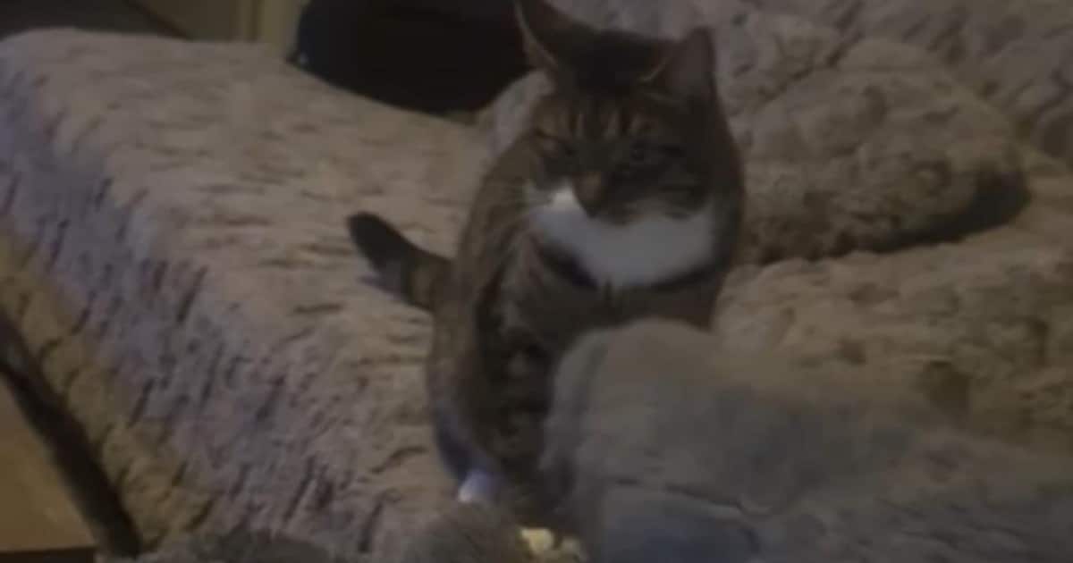 Heb jij Max of Nemo gezien? Deze twee huisdieren worden in Landgraaf vermist