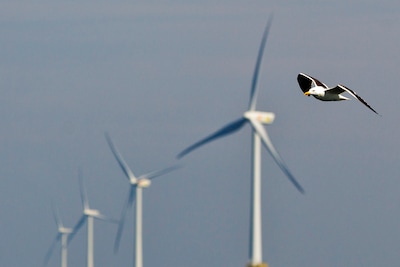 Route voor windmolenkabels door Teylingen bijna uitgesloten
