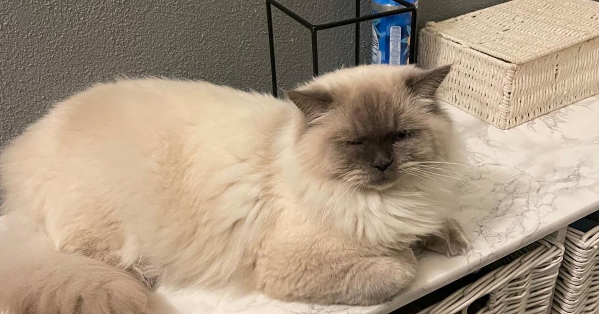 Heb jij Milas gezien? Dit huisdier wordt in Pijnacker-Nootdorp vermist