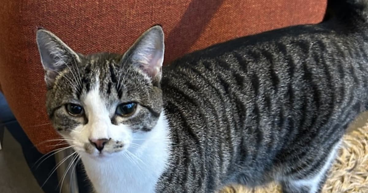 Heb jij Roger gezien? Dit huisdier wordt in Heerenveen vermist