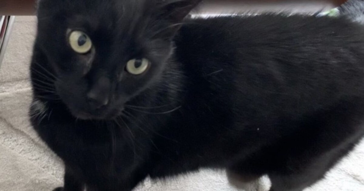 Heb jij Guppy of Sjakie gezien? Deze twee huisdieren worden in Midden-Delfland vermist