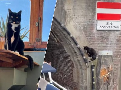 Rescue of Danielle's cat goes viral, but pet is still missing: 'It is very sad'