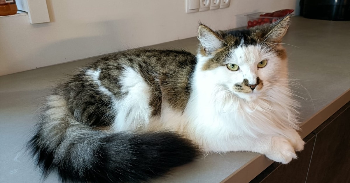 Heb jij Fenna gezien? Dit huisdier wordt in Oudewater vermist