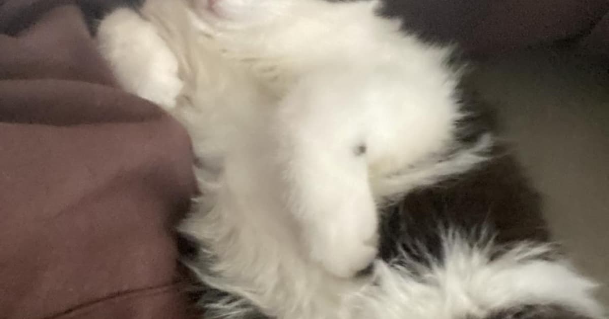 Heb jij Snoopy, Mini of Bella gezien? Deze drie huisdieren worden in Haarlem vermist