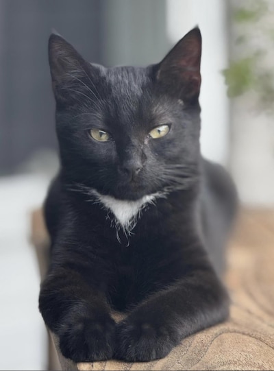 Heb jij Gizmo, Niunia of Mars gezien? Deze drie huisdieren worden in Helmond vermist