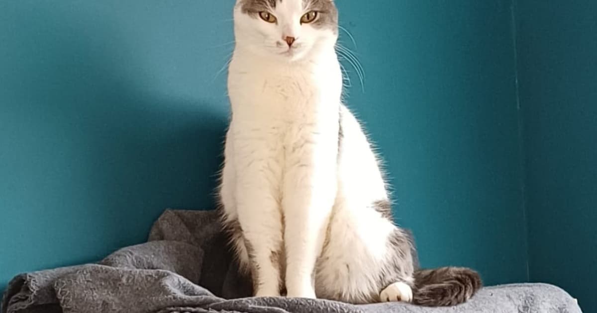 Heb jij Meta gezien? Dit huisdier wordt in Oostzaan vermist