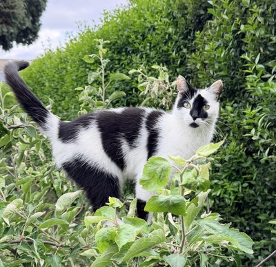 Heb jij Amara of Miki gezien? Deze twee huisdieren worden in Boxtel vermist