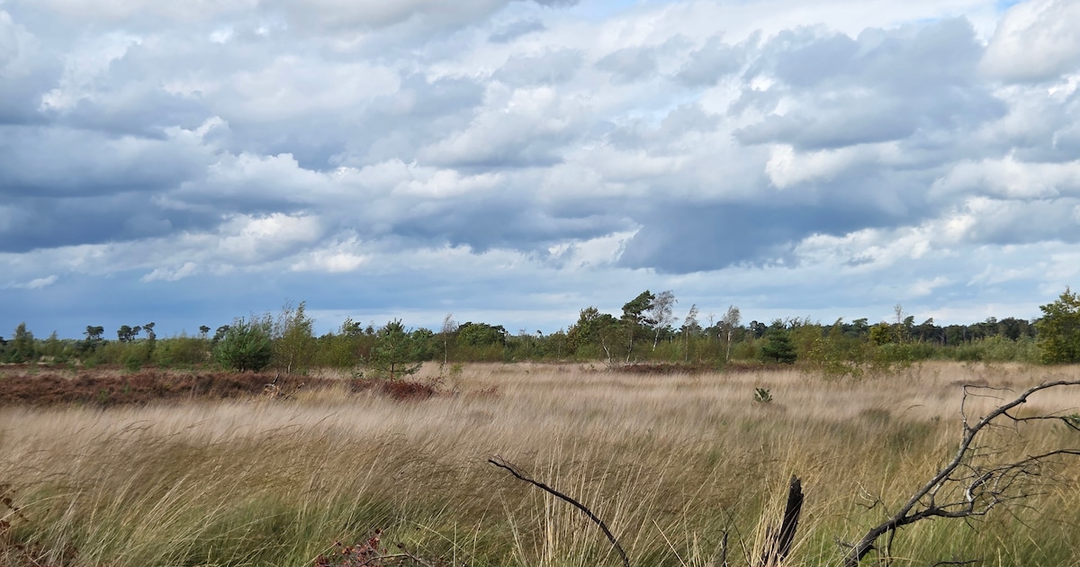 Man sterft op wandelpad op Kalmthoutse Heide