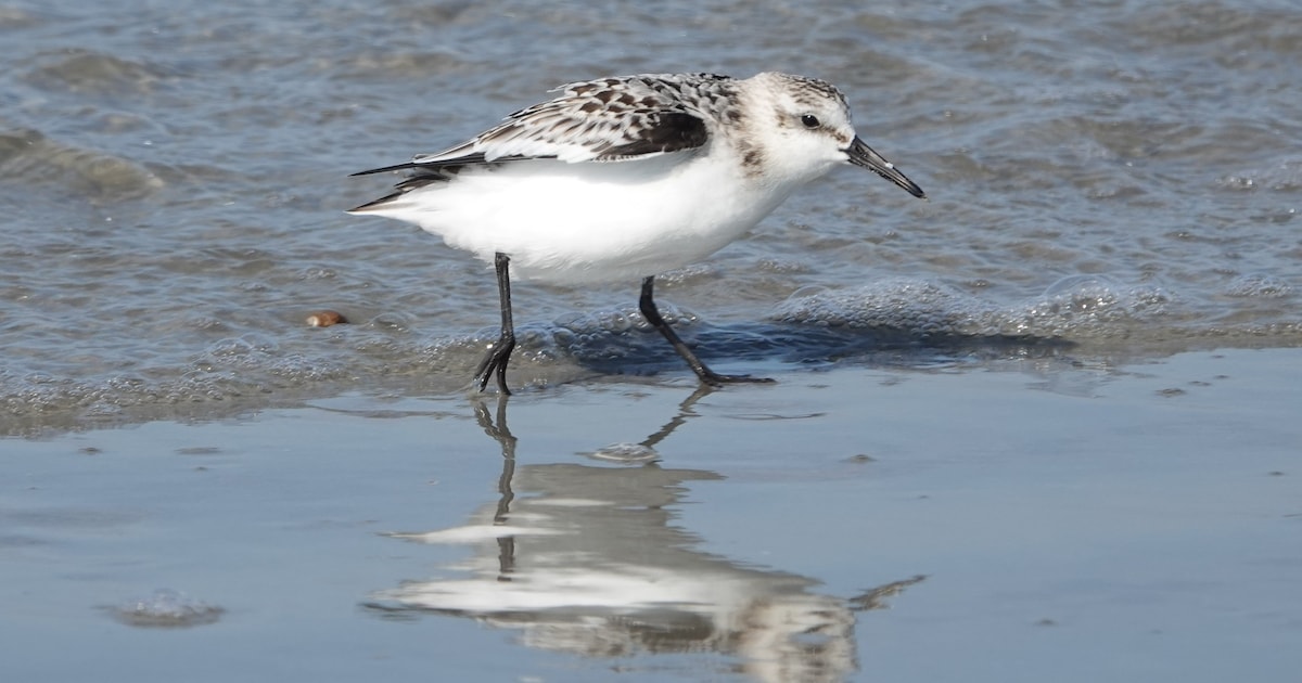 Boswachter houdt wadexcursie op Schiermonnikoog