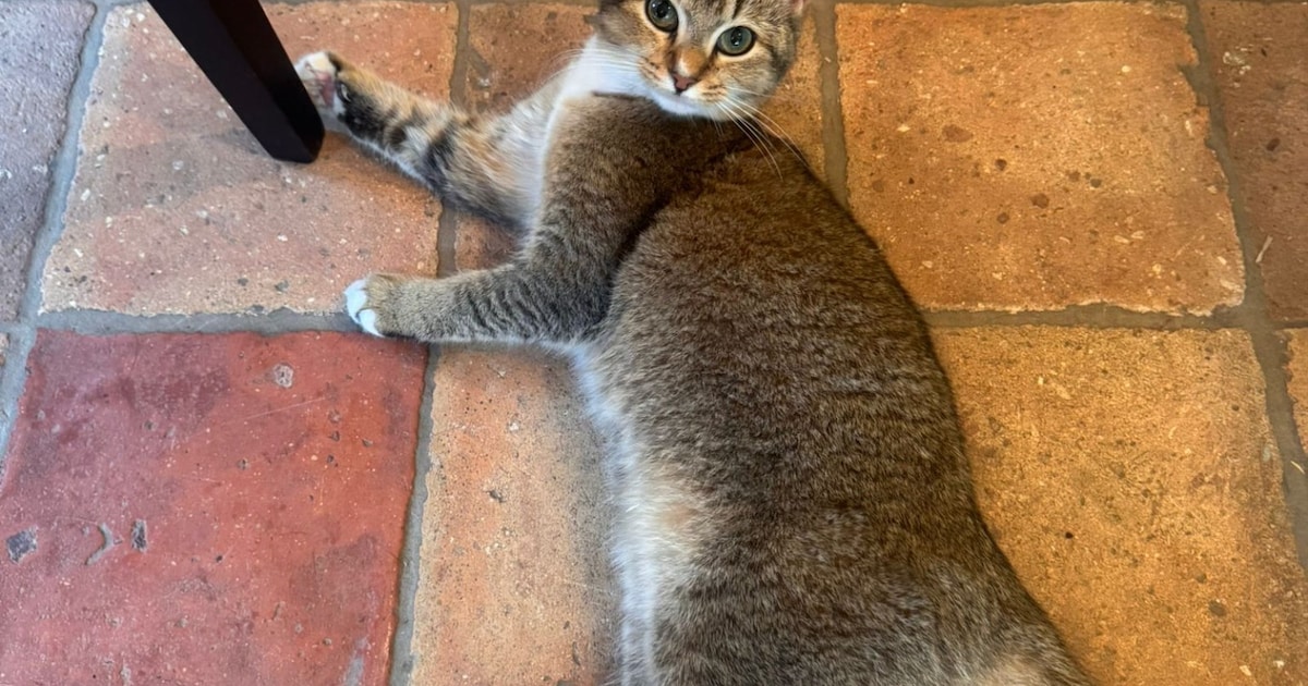Heb jij Muis gezien? Dit huisdier wordt in Midden-Delfland vermist