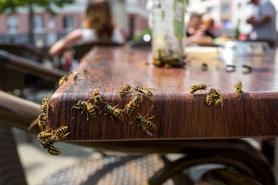 Hoe houd je wespen weg? ‘Een wesp die je gevulde tafel heeft ontdekt, komt graag terug’