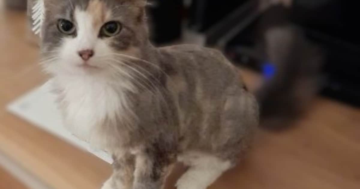 Heb jij Rosie, Kaiba of Coco gezien? Deze vijf huisdieren worden in Heerlen vermist