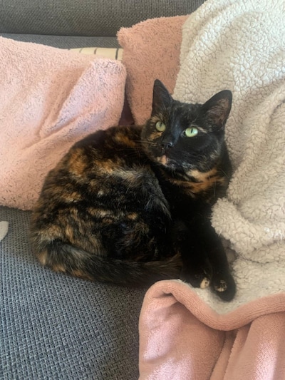 Heb jij Boe, Sushi of Deuce gezien? Deze zes huisdieren worden in Almelo vermist