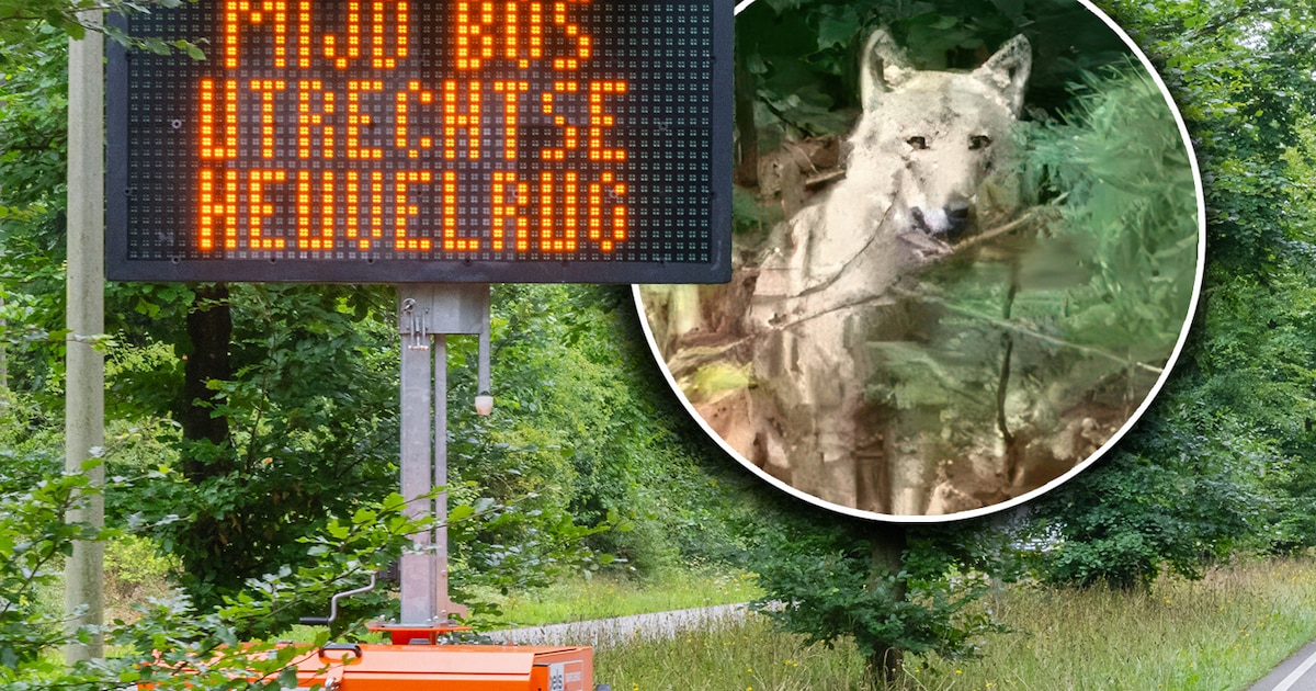 Aantal wolven op de Utrechtse Heuvelrug is bijna verdubbeld