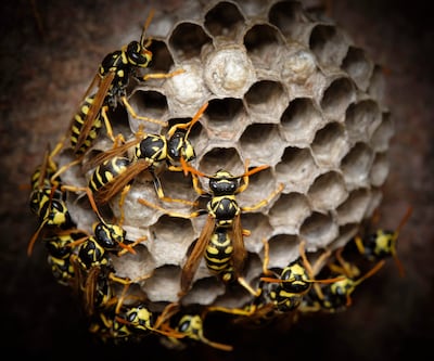 Wespenplaag in de zomer? Dit moet er eerst nog gebeuren: ‘Cruciale periode breekt nu aan’