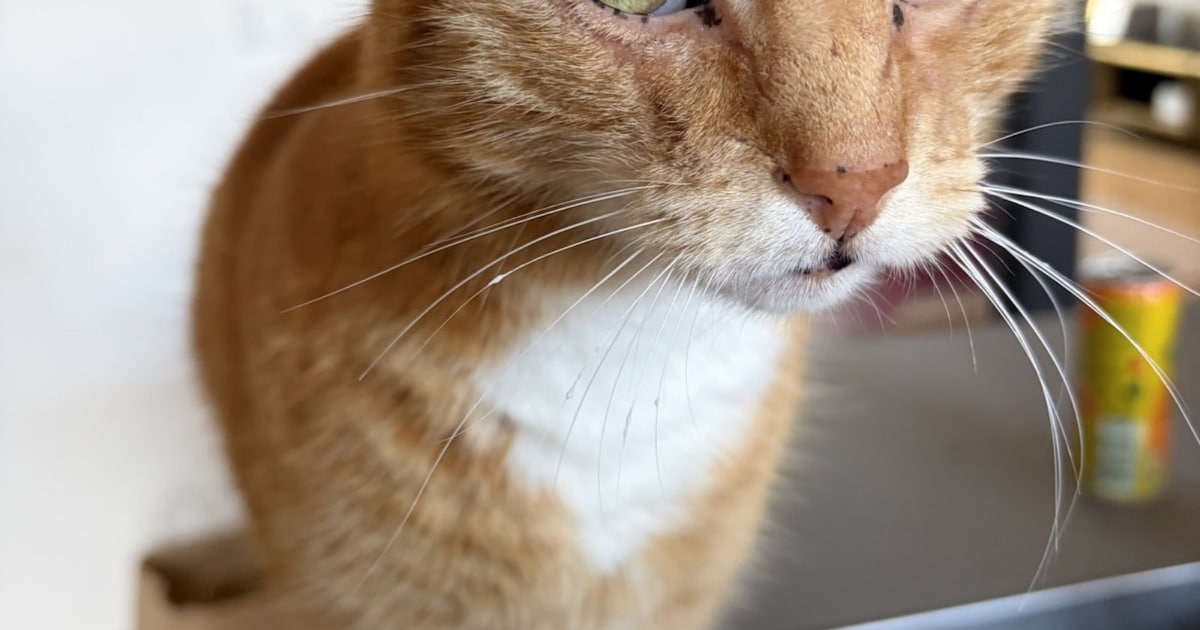 Heb jij Floris gezien? Dit huisdier wordt in Castricum vermist