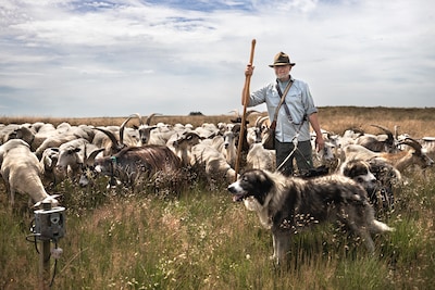 Staatsbosbeheer houdt excursies over wolven en schapen op Midden-Veluwe