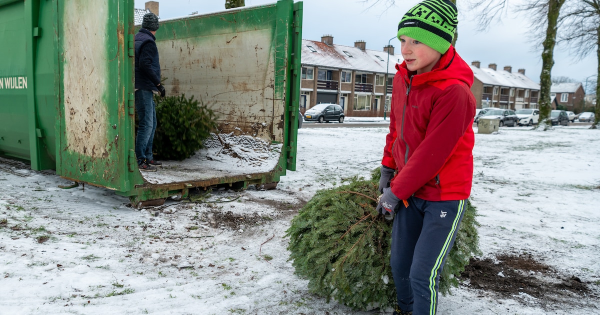 Wervershoof levert meeste kerstbomen in bij inzamelactie van gemeente Medemblik