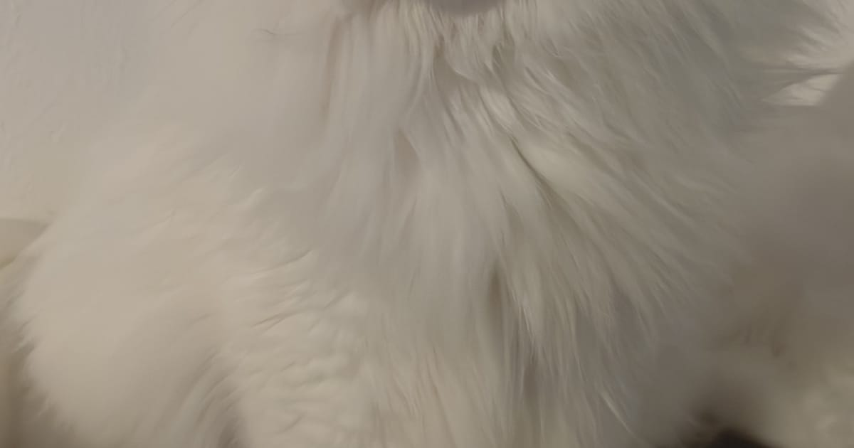 Heb jij Nino of Phoebe gezien? Deze twee huisdieren worden in Almere vermist