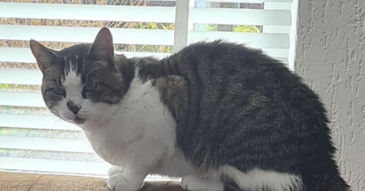 Heb jij Biba, Sem of Jefrey gezien? Deze drie huisdieren worden in Krimpenerwaard vermist
