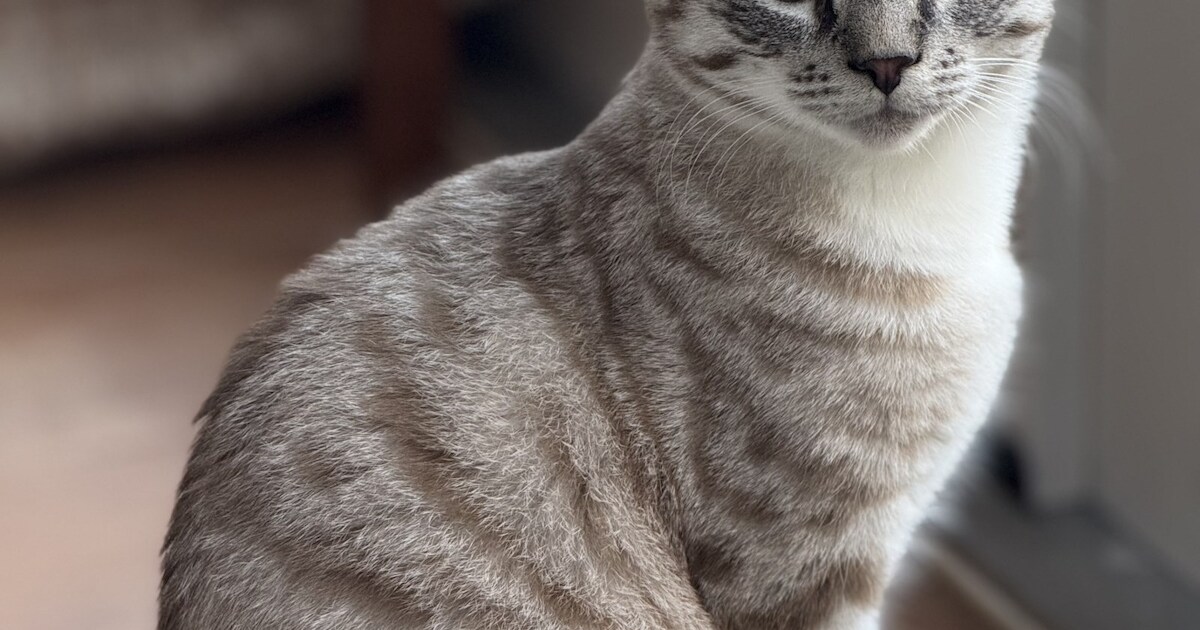 Heb jij Tommie of Sam gezien? Deze twee huisdieren worden in IJsselstein vermist